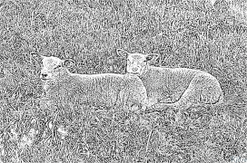 sheep Coloring Pages To Print